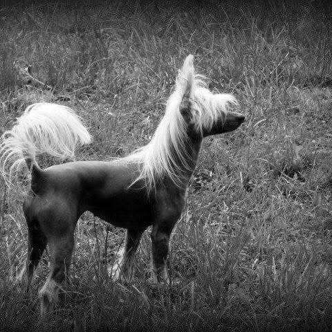 Ladyday's Windwater Poarott