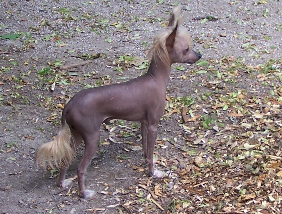 Malibu Chrustowianki