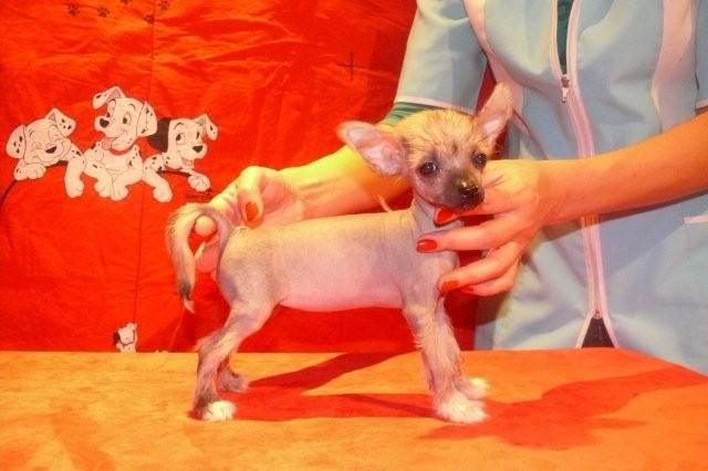 Milenka Chrustowianki