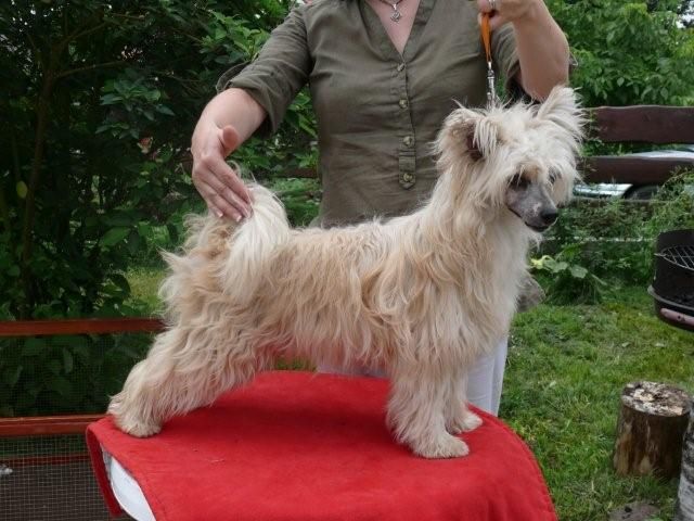 Morena Chrustowianki