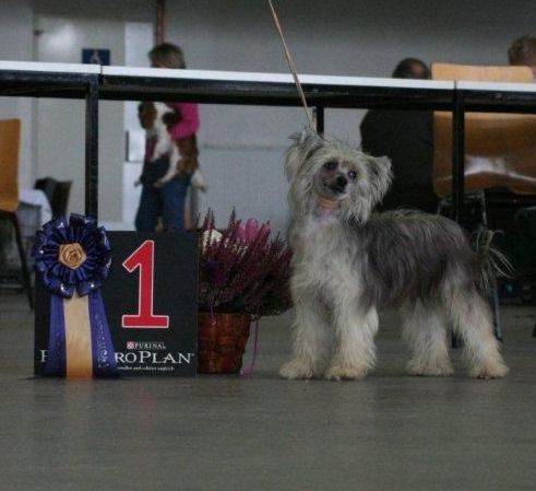 Mala Mi Chrustowianki