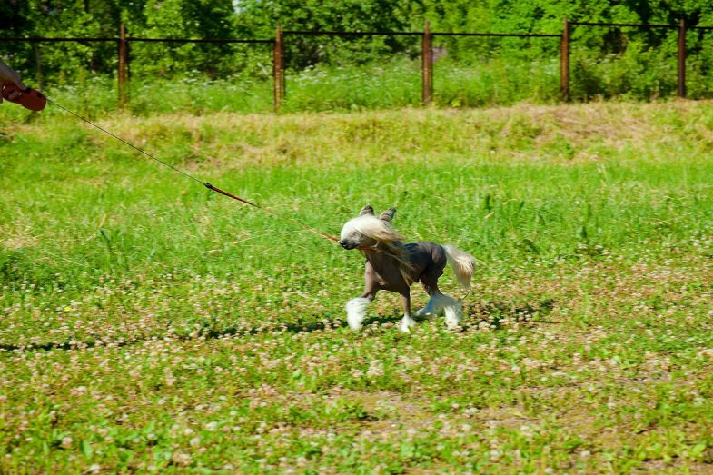 Alvine Band Terracotta Twister