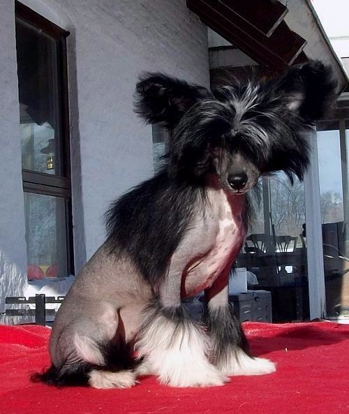 Be My Dog's No Means No