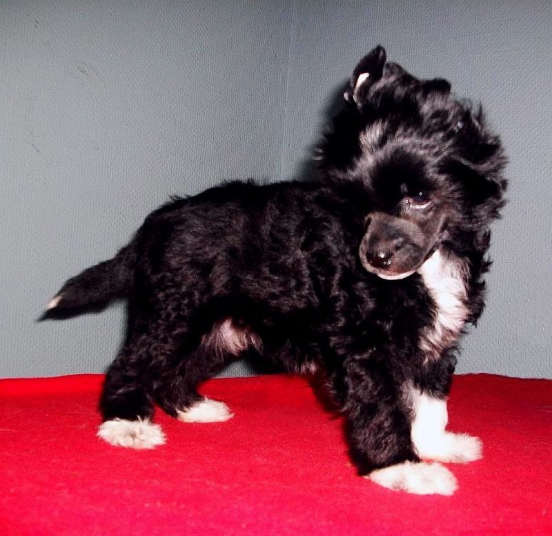 Be My Dog's Napolitaine