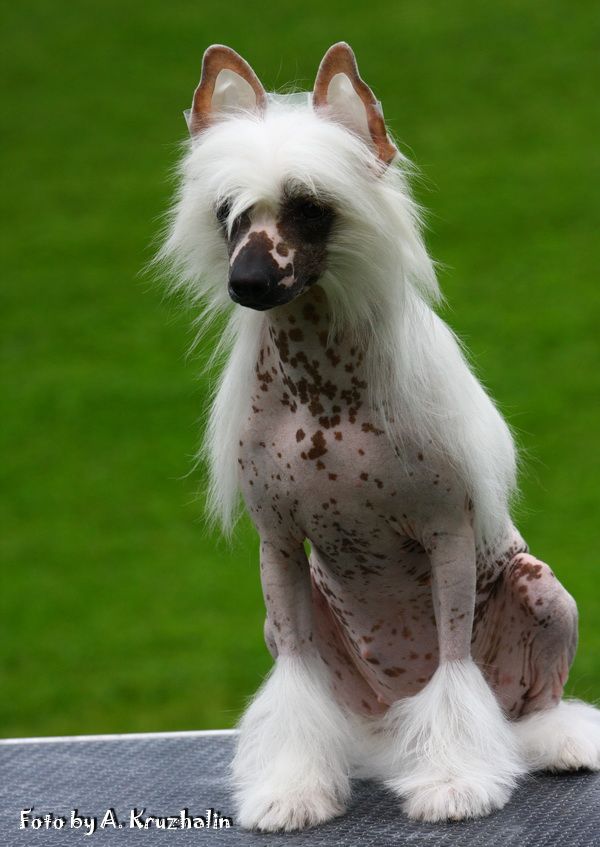 Olegro Katrin Arctic Snow Cristal