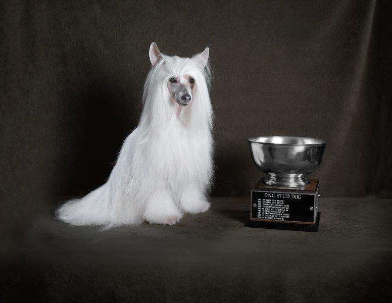 CH Gemstone Wudnshu Polaris