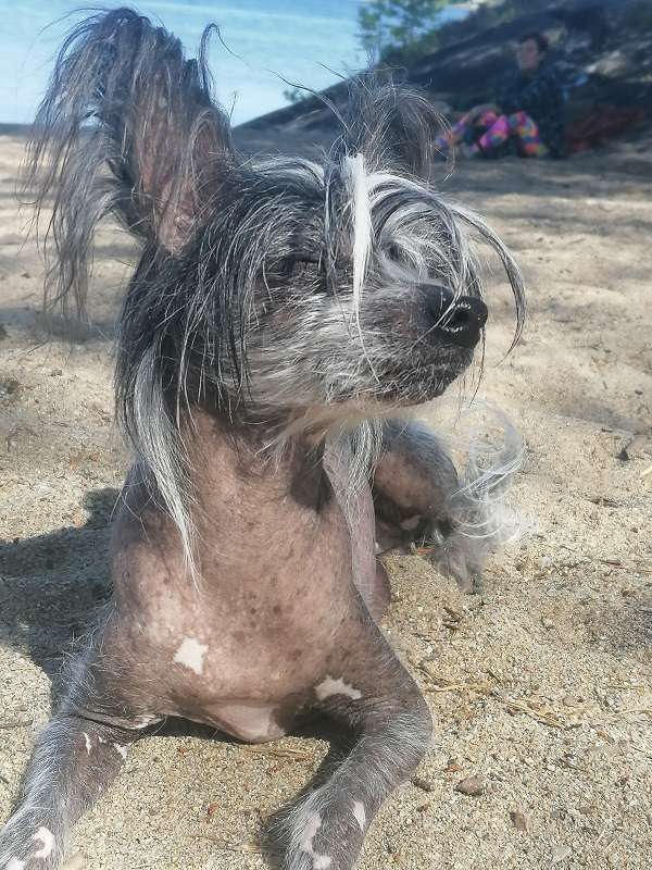 Trollmyren's Najad Näck-Ros