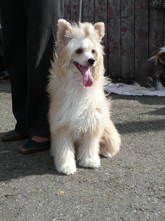 Alfa Laval Jewels In Gold