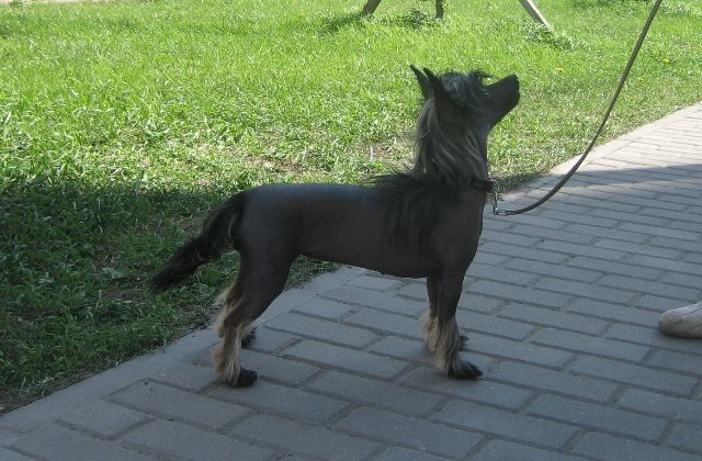 Elfgrace Ovarao Ajonami