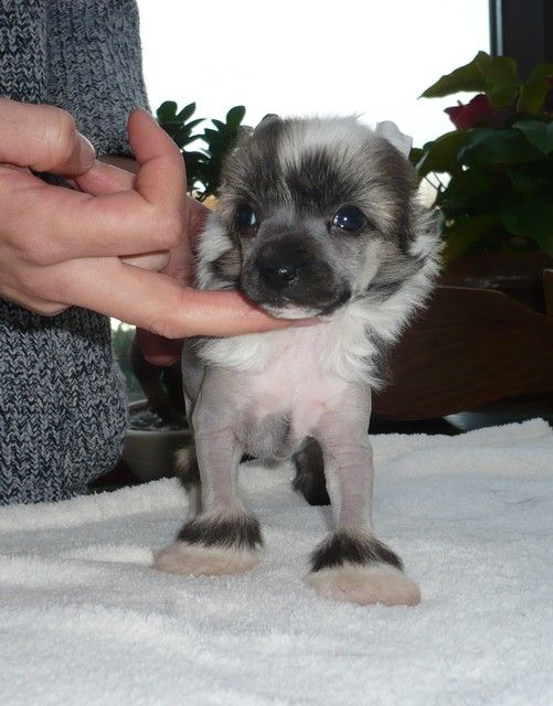 Inferna Lord of the Dragon