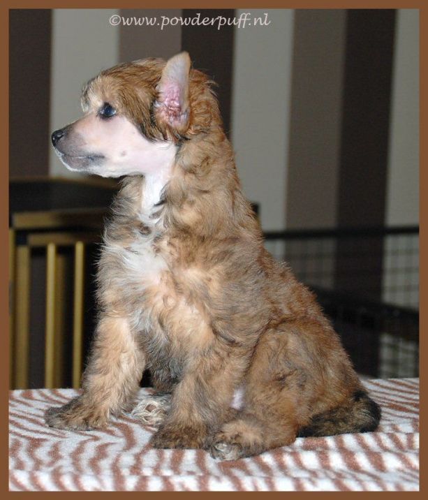 Hollywood Starlight of Roxy's Pride