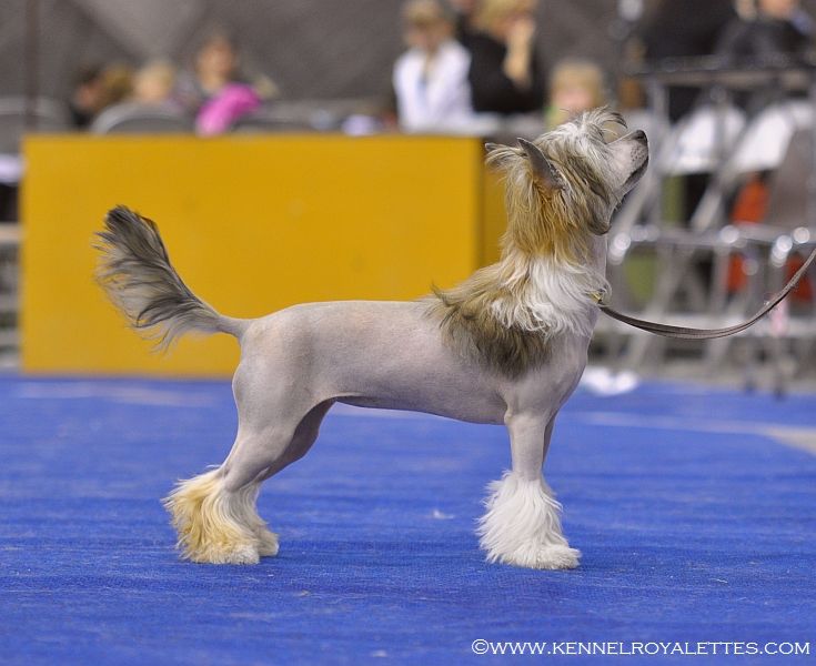 Zorrazo Rise of the Dragon