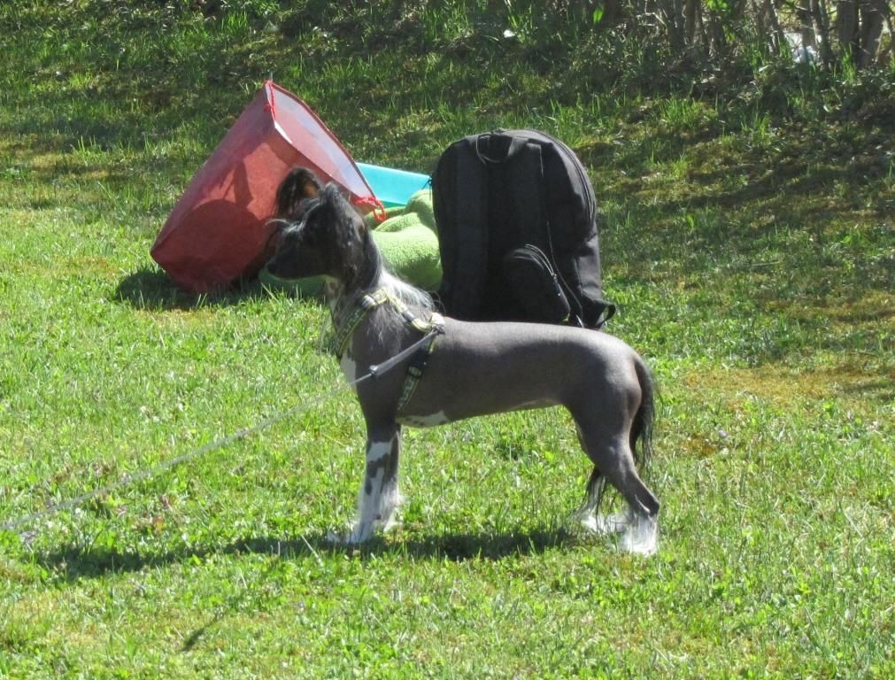 Bionity Aquilegia Atrata 