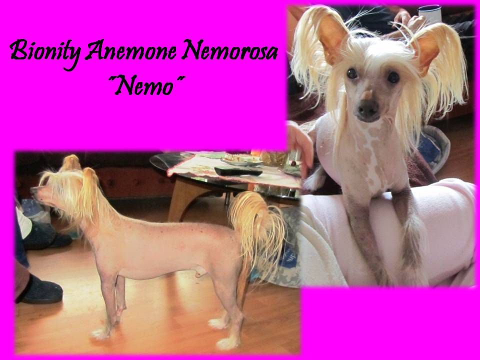 Bionity Anemone Nemorosa