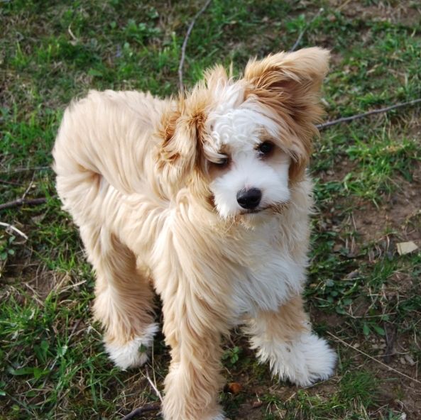 Bionity Arnica Montana 