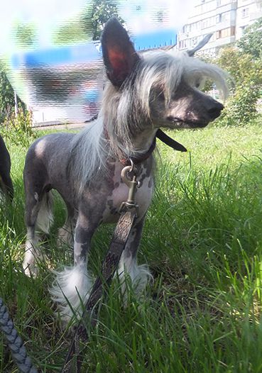 Rus Crimson Empaer Shock The Wave