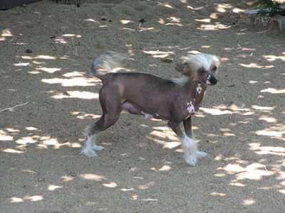 Ponyville's Cutie Petudy