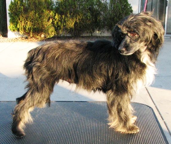 Ponyville's Sexy Samantha