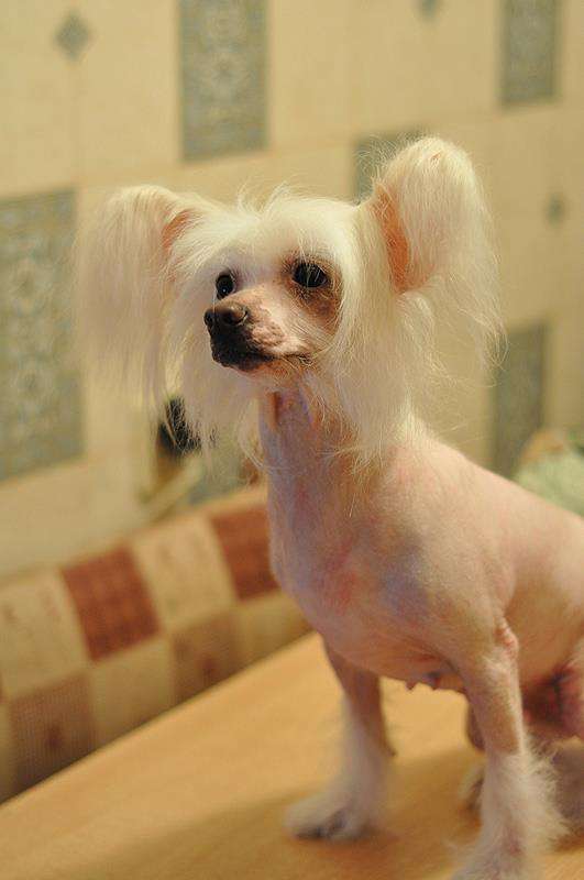 Zheneva-Debjut Evita