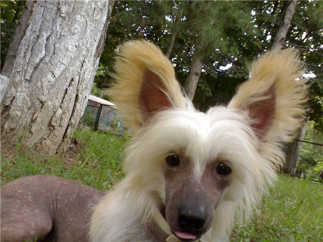 Karamelnij Desert Iz Ordena Ekate-Riny