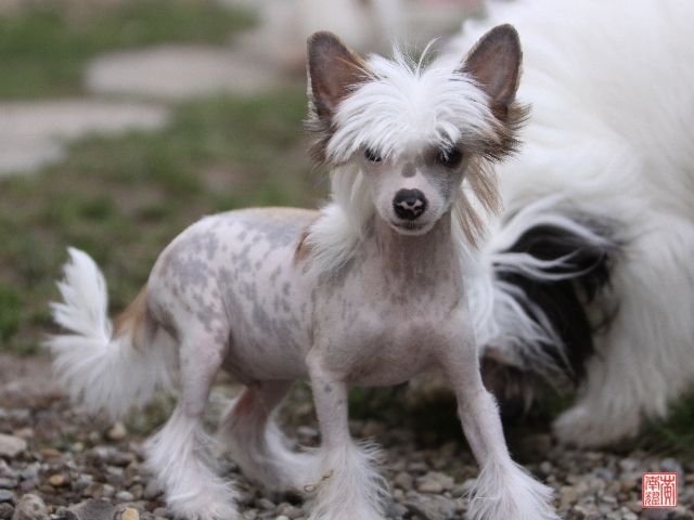 Pokerface Fantasy Island