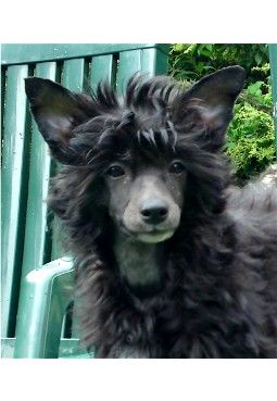 Scheulings Castle Dashira