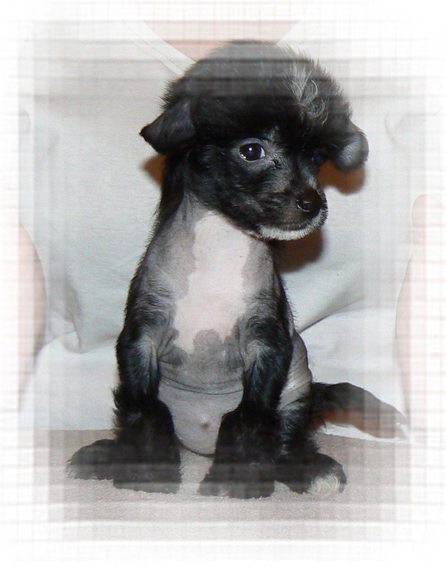 Aymee Little Sweetie