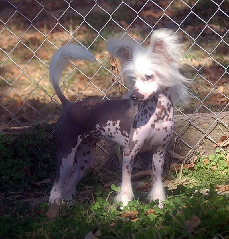 Silver Bluff Run'n Naked At Mardigra