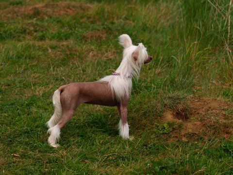 Leibwache Coconut-Ice