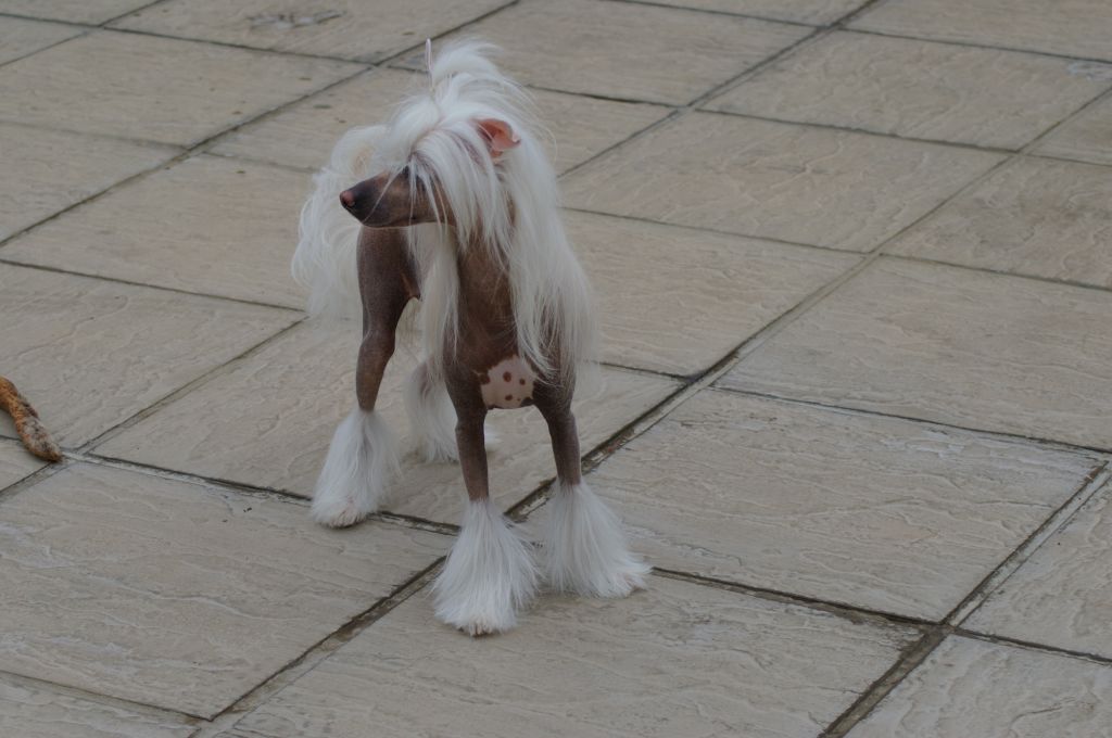 Leibwache Angel's-Kiss