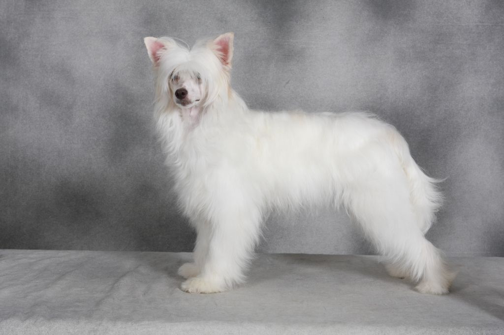 Daretobebare Intense Shimmer Edition