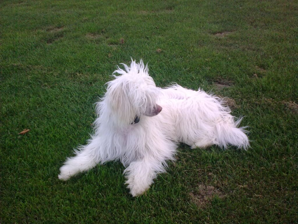 Leibwache Blubber Bear