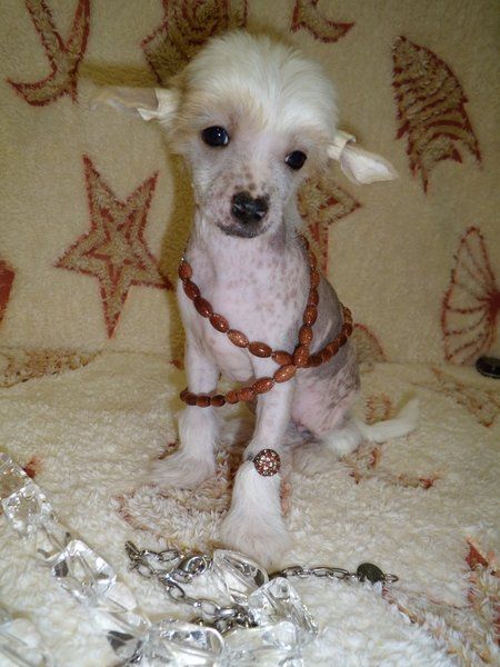 Redi - Maid Muza Crested