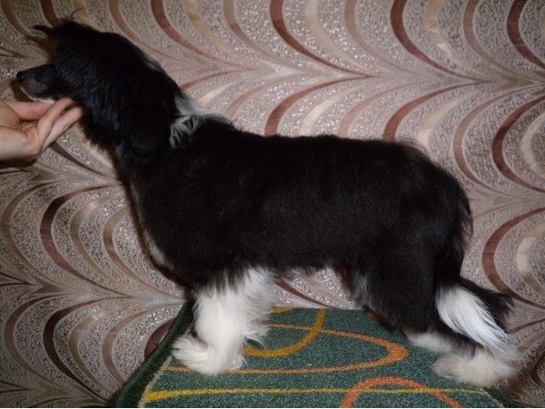 Rivanta Muza Crested