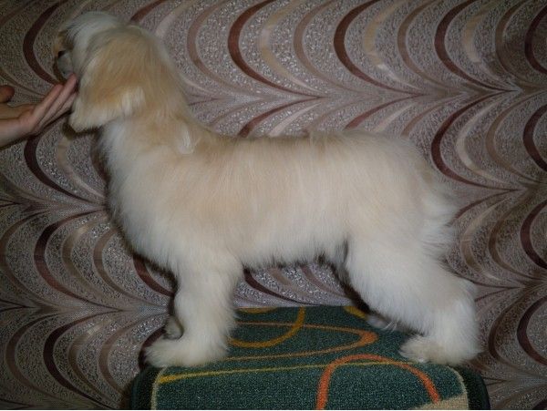 Reymilla Muza Crested