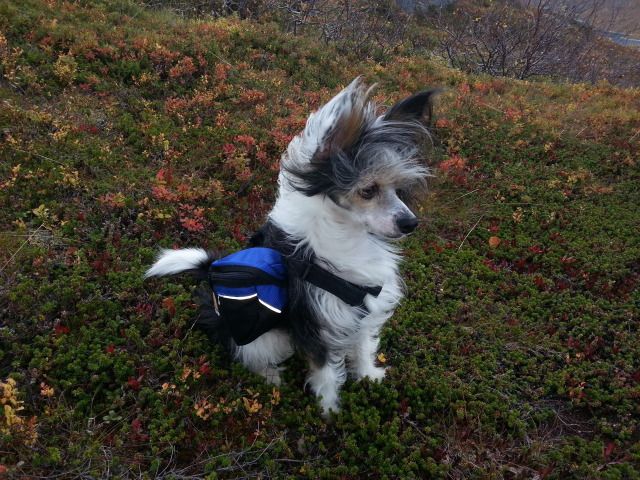 Sabriella's Frøya Felicity