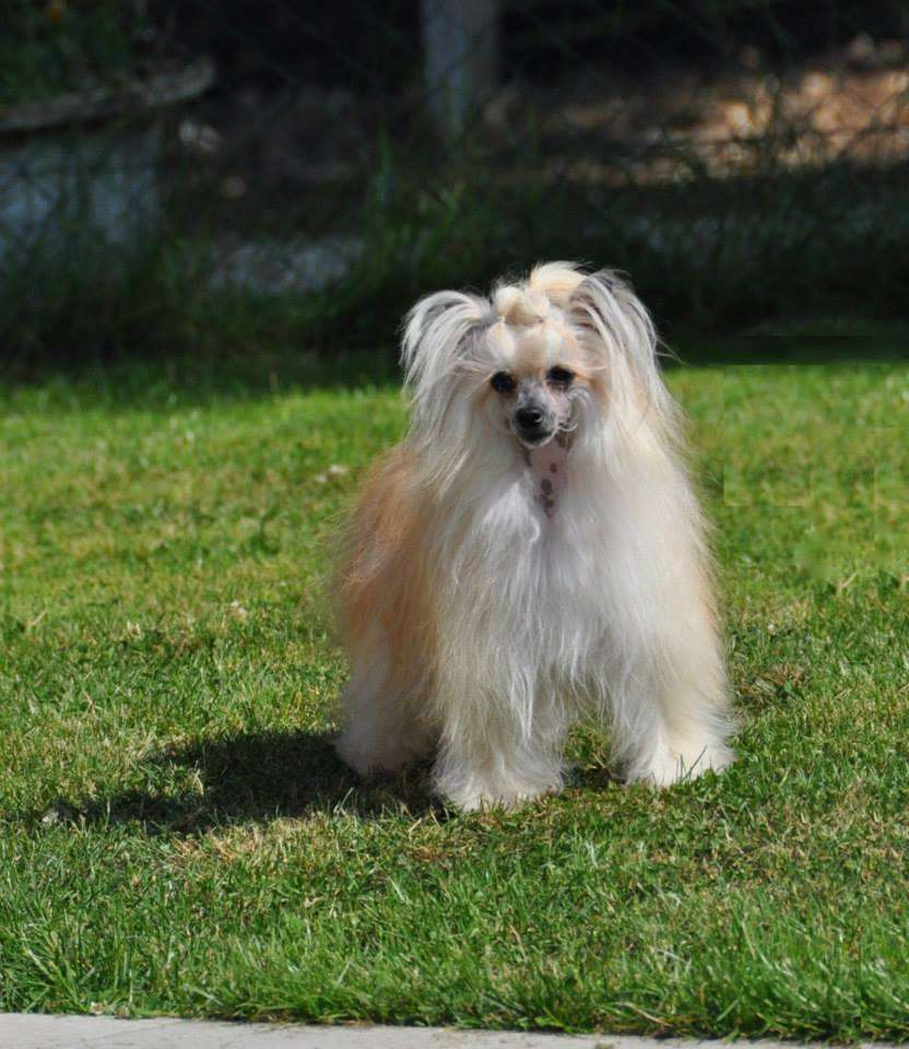 Iliade Little Champs