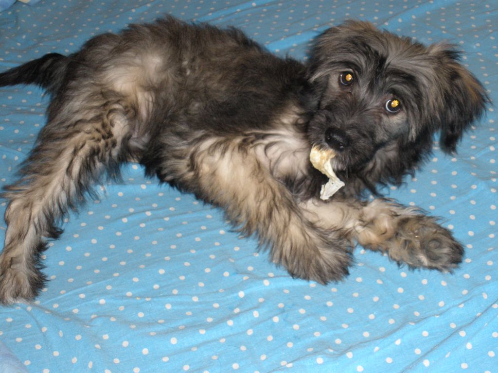 Elfgrace Panna Persifay