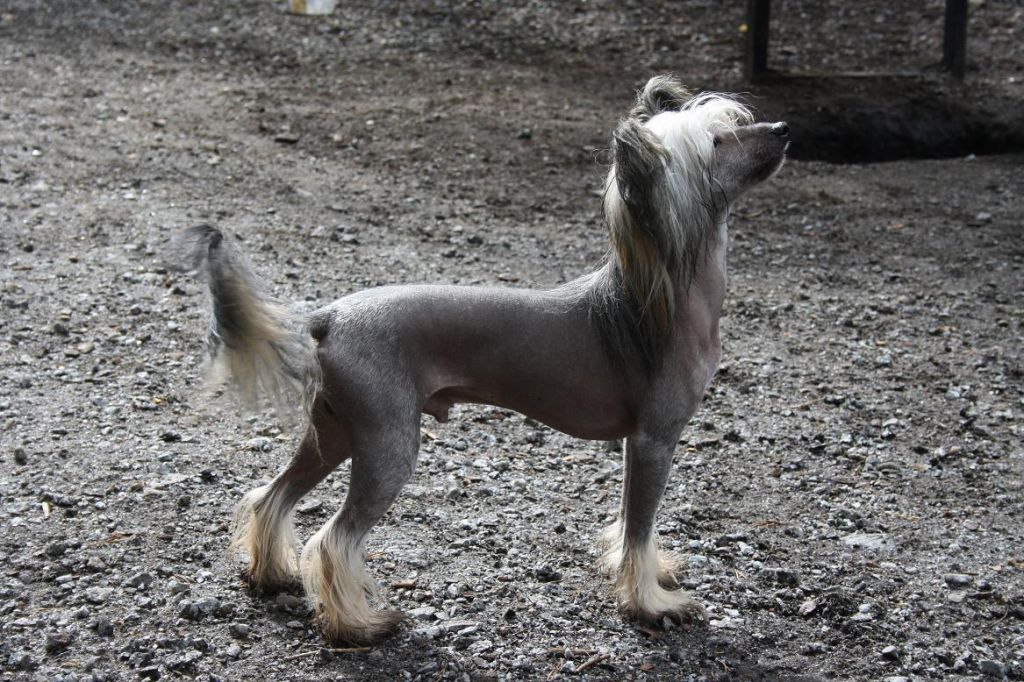 Candy Queen's Soldier Of Fortune