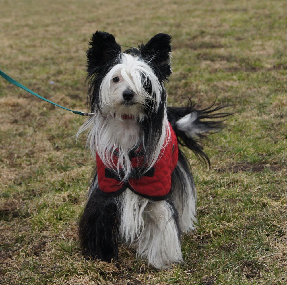 Dakota North Black Dragon