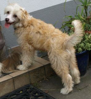 Baron-Duke, Brummer-Bacon de Batista vom Feenmond