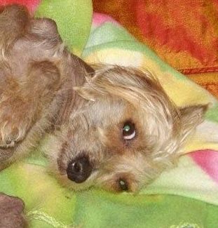 Bandit von den Little Gremlins