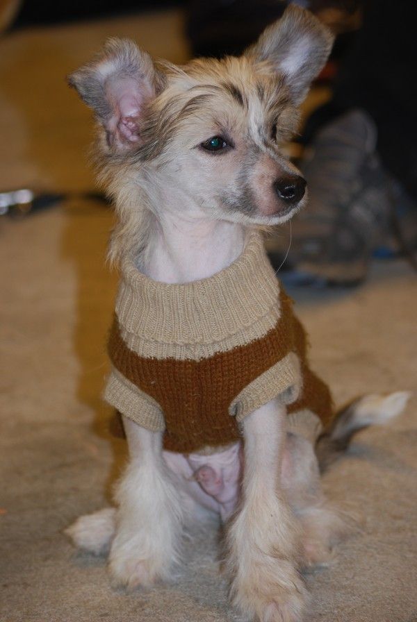 Stormcrest Luke Skywalker