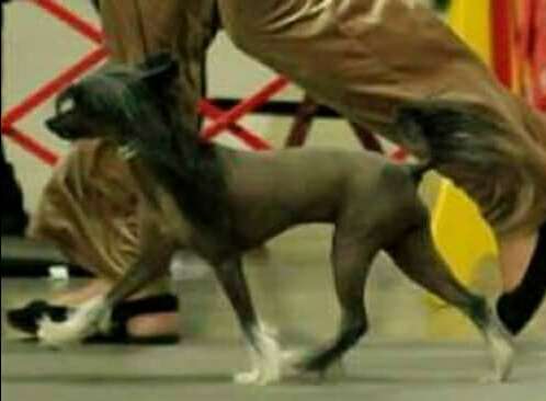 Serenity's Black Beauty At Mosaic