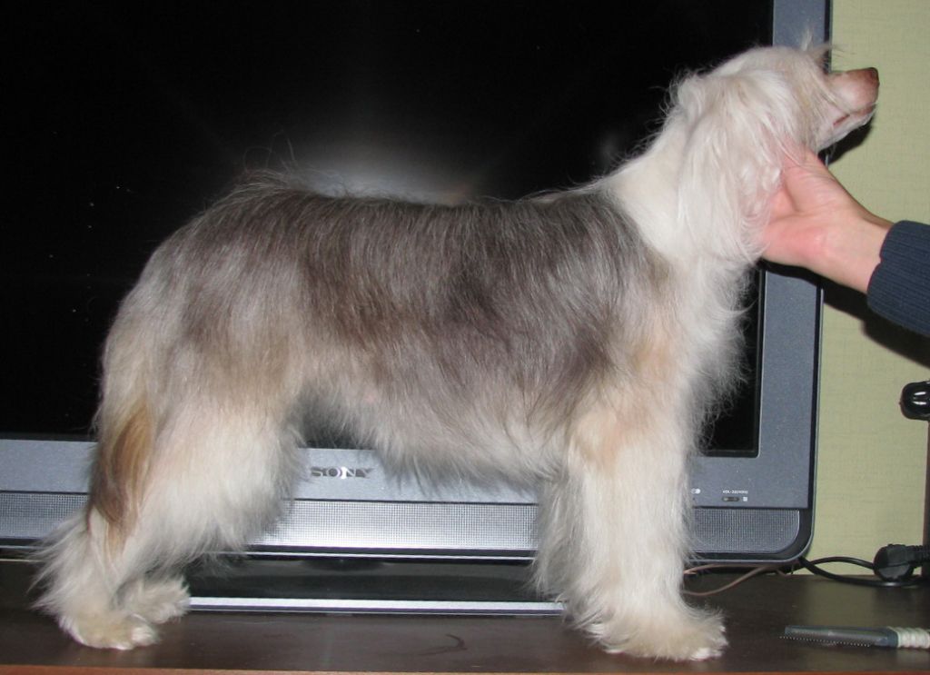 Bi-Lav Plus Bereginia