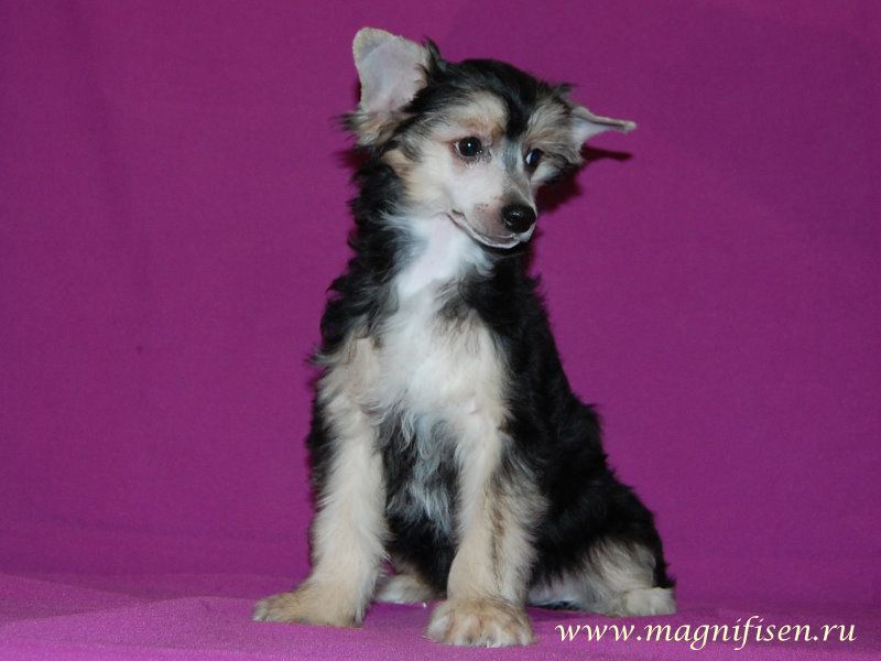 True Magnifisen Randall