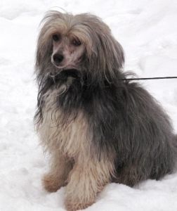 Angel O' Check Dushechka