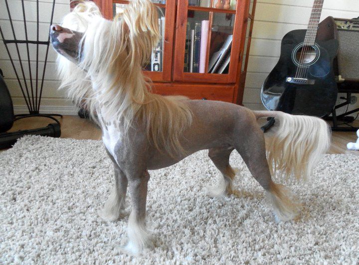 I'skytrouble's Born To Be Wild