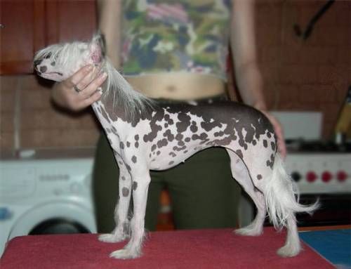 Musi-Pusi Volli-Rozana