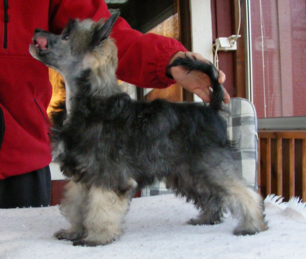 Princess Leia's Dangerous